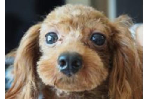 販売中のトイプードルの親犬